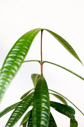 Syzygium sp. Sulawesi